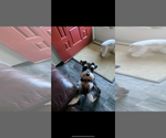 Small Photo #1 Schnoodle (Miniature) Puppy For Sale in GRAND RIVERS, KY, USA