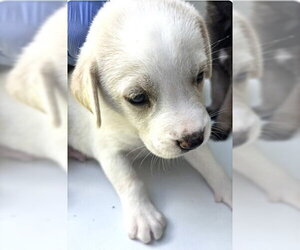 A661734 - Male Labrador Retriever-Unknown Mix Dog for Adoption - Photo #2