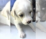 Small Photo #2 Labrador Retriever-Unknown Mix Puppy For Sale in Houston, TX, USA