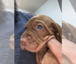 Small Photo #6 Vizsla Puppy For Sale in VERO BEACH, FL, USA