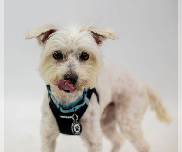 Medium Photo #12 Maltese-Unknown Mix Puppy For Sale in Princeton, MN, USA