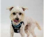 Small #11 Maltese Mix