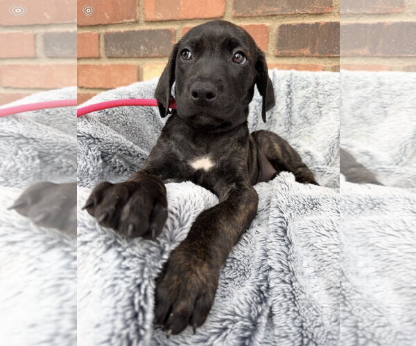 Medium Photo #4 Mutt Puppy For Sale in Goodyear, AZ, USA