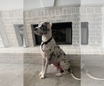 Small Photo #1 Great Dane Puppy For Sale in FLOWERY BRANCH, GA, USA