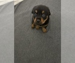 Small #1 Rottweiler