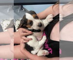 Small #1 Beagle