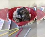 Puppy 3 