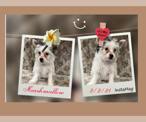 Yorkshire Terrier Puppy for sale in INDIANAPOLIS, IN, USA