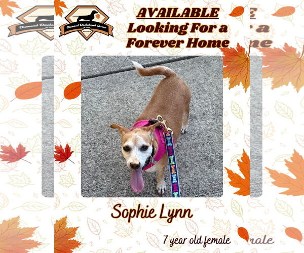 Medium Photo #9 Chiweenie Puppy For Sale in San Antonio, TX, USA