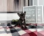 Small Photo #9 French Bulldog Puppy For Sale in FRANKLIN, IN, USA