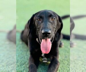 Labrador Retriever Dogs for adoption in Clovis, CA, USA