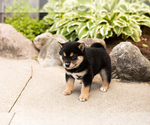 Small #3 Shiba Inu