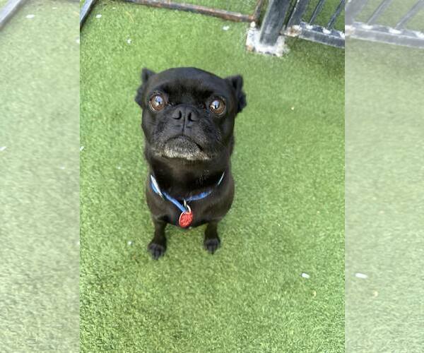 Medium Photo #3 Pug-Unknown Mix Puppy For Sale in Tempe , AZ, USA
