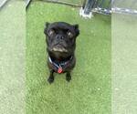 Small #2 Pug Mix