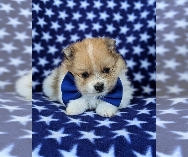 Medium Photo #6 Pomeranian Puppy For Sale in RISING SUN, MD, USA