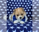 Small Photo #6 Pomeranian Puppy For Sale in RISING SUN, MD, USA