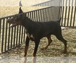 Small #9 Doberman Pinscher