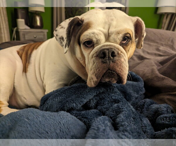 Medium Photo #10 Bulldog Puppy For Sale in St. Louis Park, MN, USA