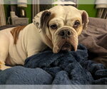 Small #9 Bulldog