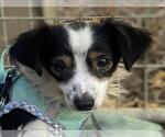 *NEMO - Male Chihuahua-Unknown Mix Dog for Adoption - Small photo