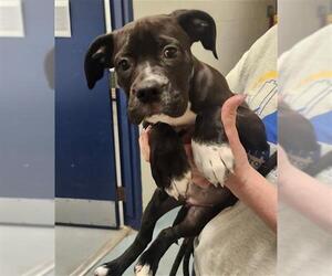 Labrador Retriever-Pug Mix Dogs for adoption in Peoria, IL, USA