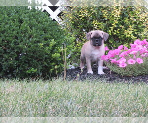 Puggle Puppy for Sale in MOUNT SOLON, Virginia USA