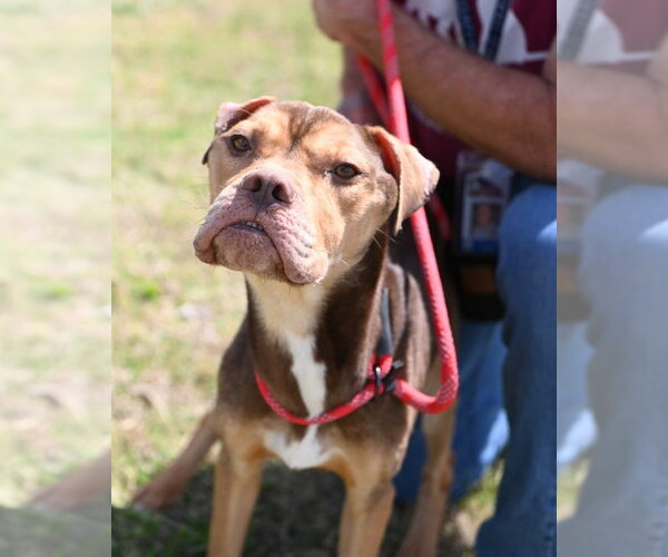 Medium Photo #1 Mutt Puppy For Sale in Glen Allen, VA, USA