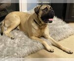 Small Photo #8 Mastiff Puppy For Sale in Germantown, OH, USA