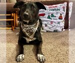 Small Photo #34 Labrador Retriever-Unknown Mix Puppy For Sale in Fargo, ND, USA