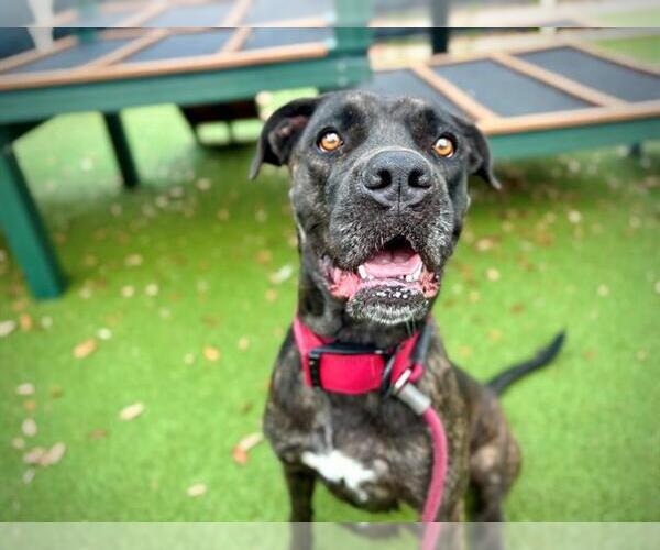 Medium Photo #1 Mutt Puppy For Sale in Orlando, FL, USA