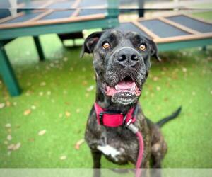 Mutt Dogs for adoption in Orlando, FL, USA