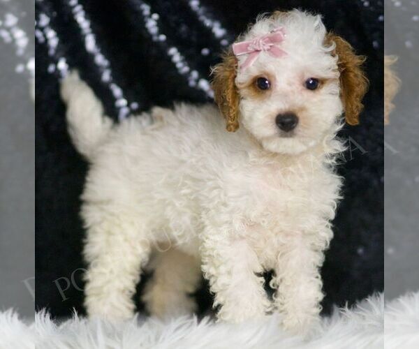 Medium Photo #5 Poodle (Toy) Puppy For Sale in WARSAW, IN, USA