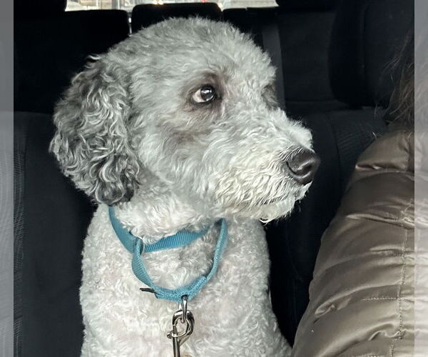 Medium Photo #7 Mutt Puppy For Sale in Brooklyn Center, MN, USA