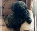 Puppy Puppy 3 Shih Tzu
