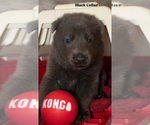 Small #2 German Shepherd Dog
