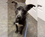 Small #25 American Pit Bull Terrier-Labrador Retriever Mix