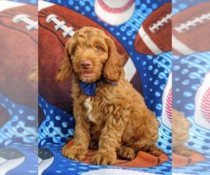 Cocker Spaniel-Poodle (Miniature) Mix Puppy for sale in LINCOLN UNIVERSITY, PA, USA