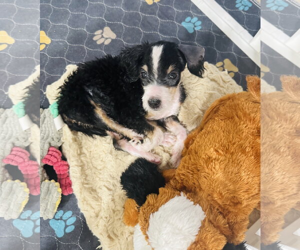 Medium Photo #6 Bernese Mountain Dog-Poodle (Miniature) Mix Puppy For Sale in Valrico, FL, USA
