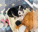 Small #5 Bernese Mountain Dog-Poodle (Miniature) Mix