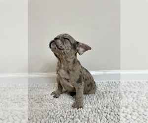 French Bulldog Puppy for sale in CHARLESTON, SC, USA