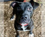 Small #2 Labrador Retriever Mix