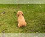 Small Photo #20 Dachshund Puppy For Sale in MILFORD, IN, USA