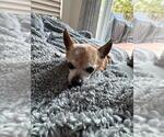 Small #5 Chihuahua