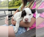 Small Photo #2 Llewellin Setter Puppy For Sale in ELK MOUND, WI, USA