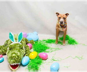 Mutt Dogs for adoption in Sanford, FL, USA