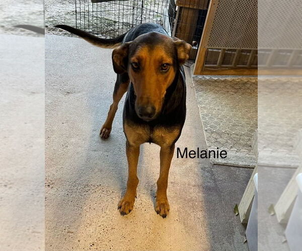 Medium Photo #3 Doberman Pinscher-Unknown Mix Puppy For Sale in Oak Bluffs, MA, USA