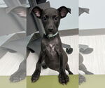 Small #4 Labrador Retriever Mix