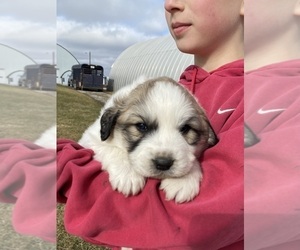 Great Pyrenees Puppy for sale in HUBBARD, IA, USA