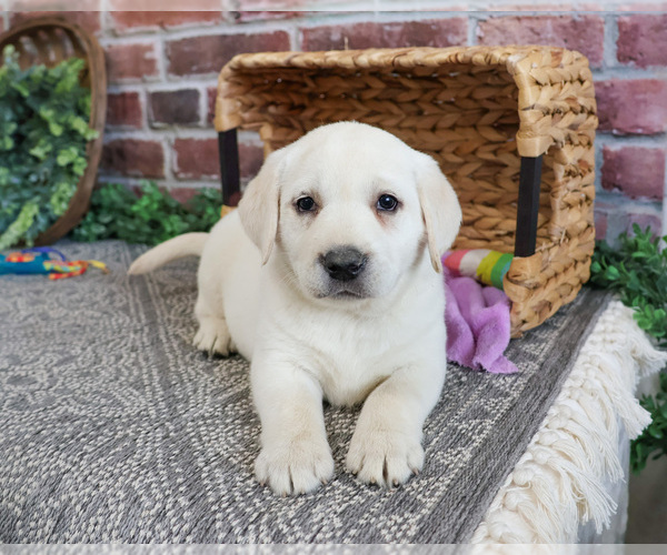 Medium Photo #6 Labrador Retriever Puppy For Sale in SYRACUSE, IN, USA