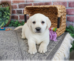 Small #5 Labrador Retriever